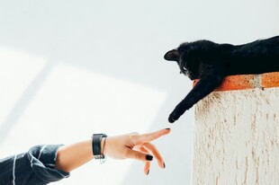 人与黑猫温馨互动瞬间