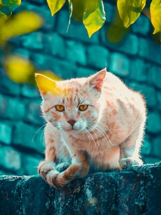 橘猫趴在石墙上