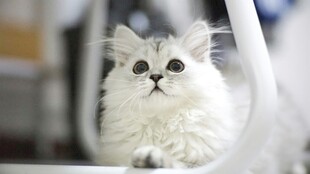 可爱白毛猫咪乖巧模样