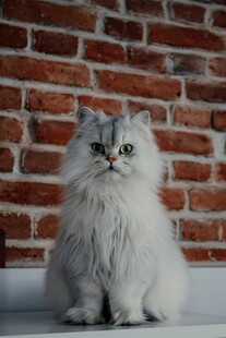 可爱长毛猫坐于砖墙前