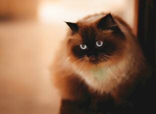 可爱长毛猫的迷人瞬间