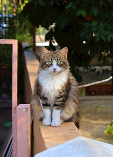 户外木台上的可爱猫咪