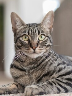 斑纹猫咪惬意趴卧