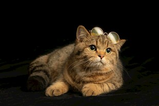 可爱金渐层猫咪趴卧