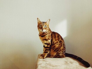 斑纹猫咪端坐于石台