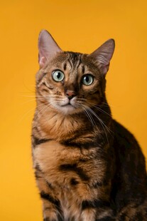 黄底前视的斑纹猫咪