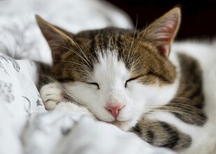 熟睡的萌猫