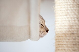 猫咪躲在门后悄悄窥探