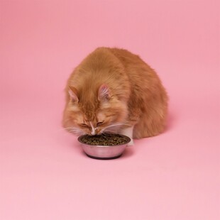 橘猫专注进食粉色背景图