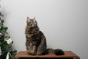 长毛猫端坐圣诞树旁