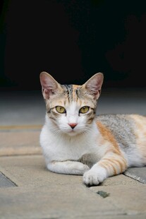 趴卧的三色猫咪
