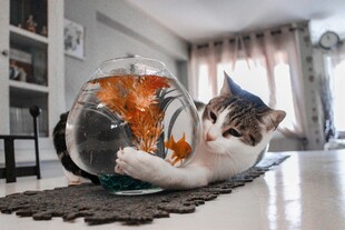猫咪好奇探身鱼缸