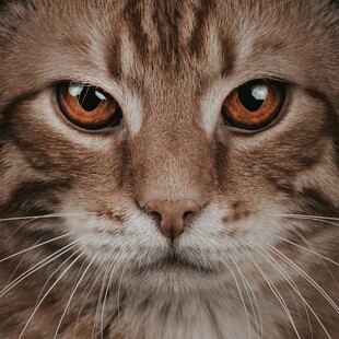 凝视的虎斑猫