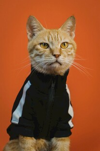 穿运动服的可爱猫咪