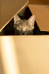 纸箱中好奇探出头的猫咪