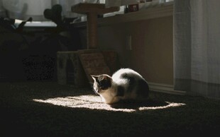 阳光下蜷卧的猫咪