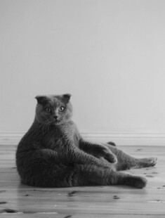 慵懒猫咪惬意躺木地板