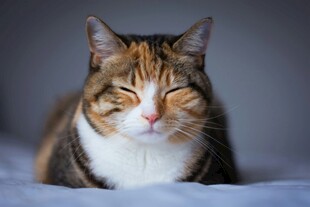 闭眼萌猫惬意躺卧