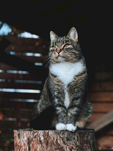 木头上的漂亮猫咪