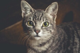 可爱条纹猫的好奇瞬间