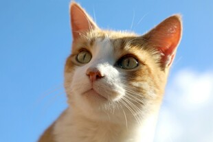 仰望天空的三色猫咪