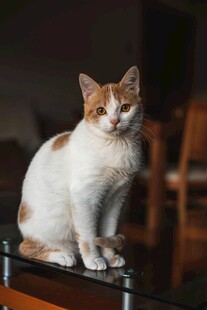 可爱三色猫咪端坐