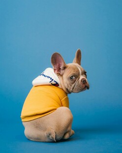 穿黄衣的可爱法国斗牛犬