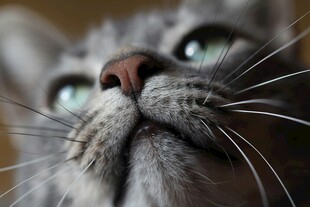 仰望的灰猫