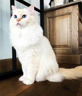 优雅布偶猫端坐室内