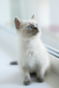可爱小猫咪抬头望窗外