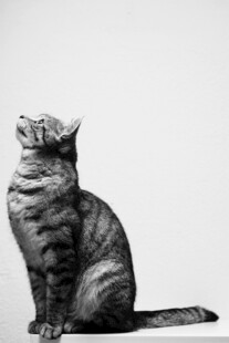 坐姿优雅的灰黑条纹猫咪