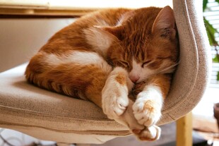 橘猫惬意躺椅上睡大觉