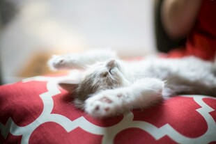 慵懒小猫趴在花纹垫子上