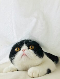黑白萌猫趴卧