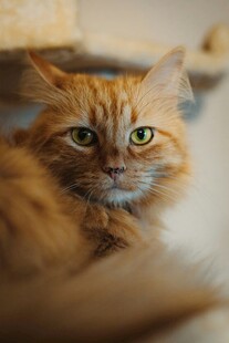 橘色长毛猫的温柔凝视