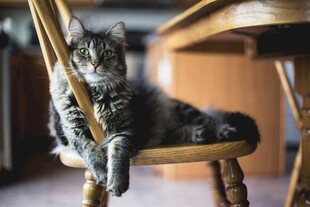 慵懒小猫惬意躺椅休憩