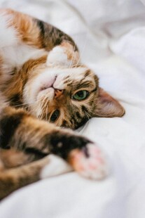 萌猫惬意躺卧姿态
