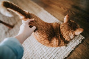 抚摸橘猫的温馨瞬间