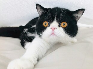 黑白萌猫惬意躺卧
