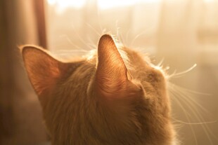 猫咪仰头沐浴温暖光线