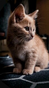 可爱橘色小猫坐于布面