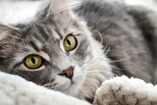 可爱灰猫趴卧毛绒垫上
