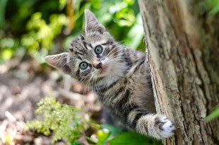 小猫攀树好奇张望
