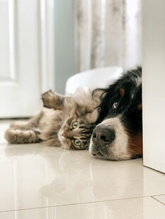 猫狗依偎共眠温馨画面