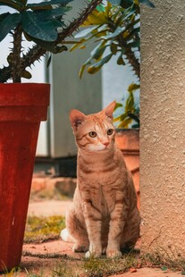 庭院中静坐的橘色猫咪