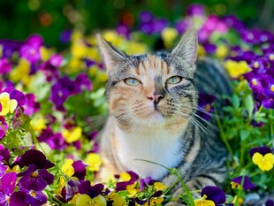 花丛中的猫咪