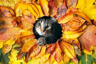 猫咪藏身绚烂秋叶中