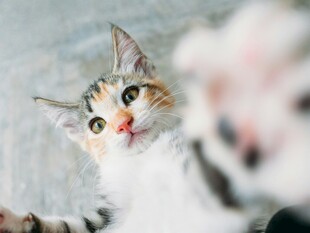 可爱三色小猫好奇张望
