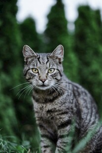 户外的斑纹猫咪