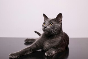 黑猫优雅趴卧桌面